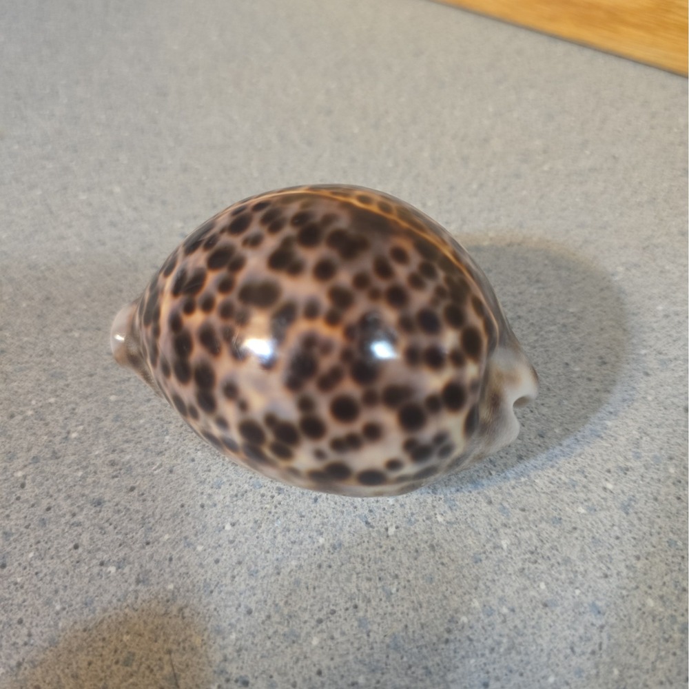 Vintage Cypraea Tigris Seashell, Hawaiian Coast 1990, 3"